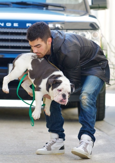 Joe Jonas putting down his English Bulldog