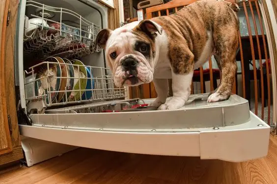 English Bulldog standing on the cover of the dishwasher
