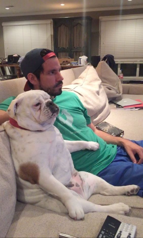 English Bulldog sitting on the couch with a guy while watching tv