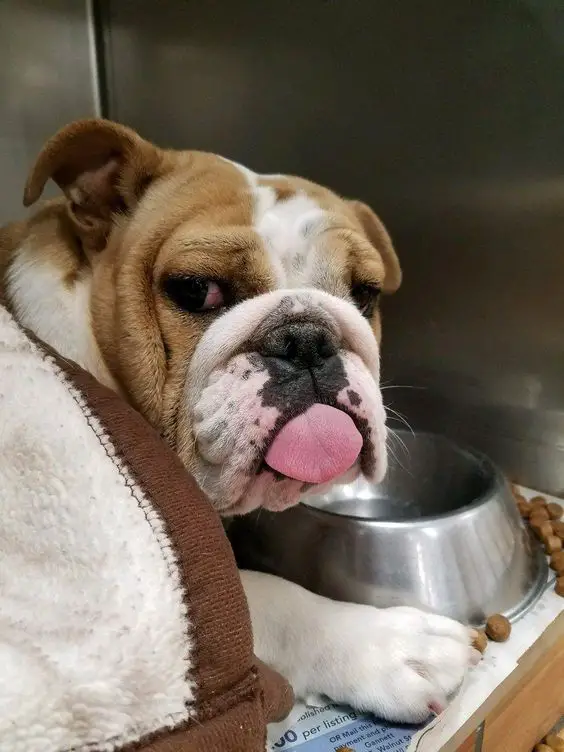 English Bulldog in front of the table while looking back with its tongue out
