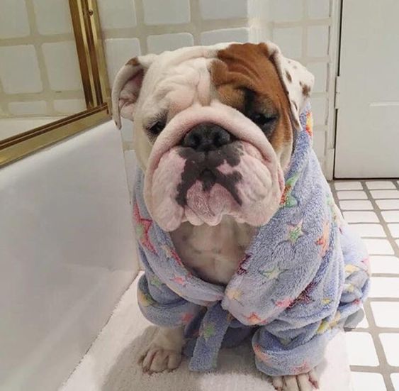 English Bulldog sitting on the floor while wearing its bathrobe