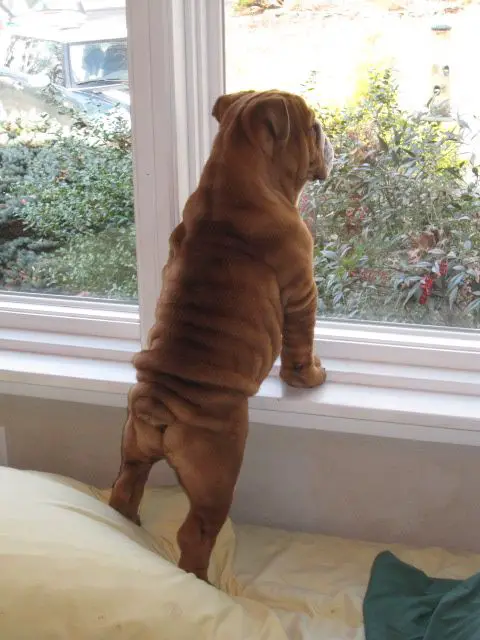 English Bulldog puppy standing up by the window