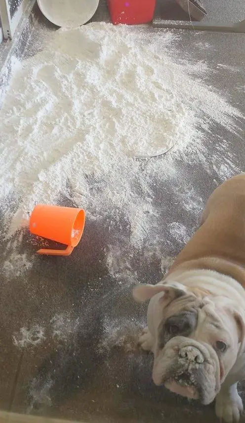 English Bulldog on the floor with spilled flour on the floor