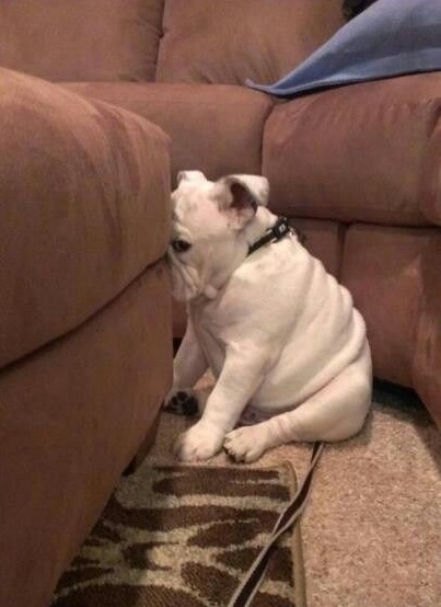 English Bulldog puppy sitting on the floor while leaning its forehead on the couch