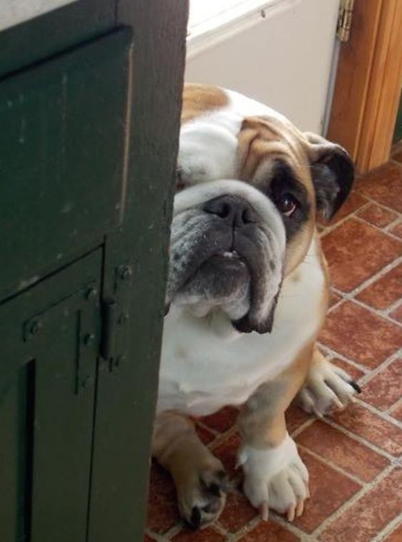 English Bulldog peeking from behind the cabinet while sitting on the floor