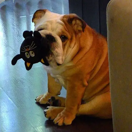 English Bulldog sitting on the floor with a cat stuffed toy in its mouth