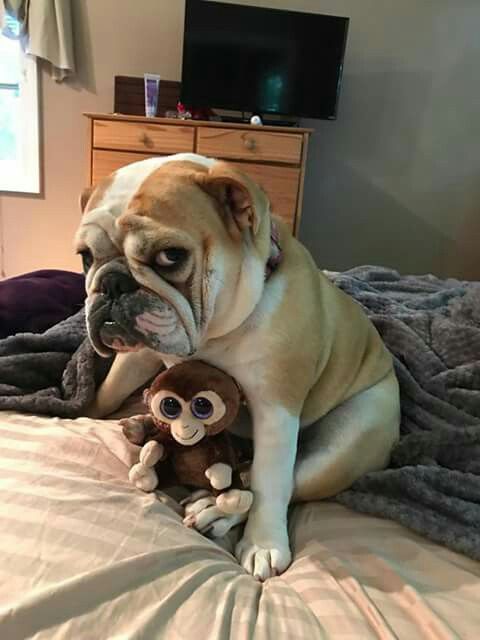 English Bulldog sitting on the bed with it monkey stuffed toy