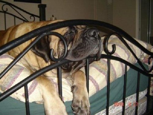 English Mastiff sleeping on the bed with its face resting through the foot board