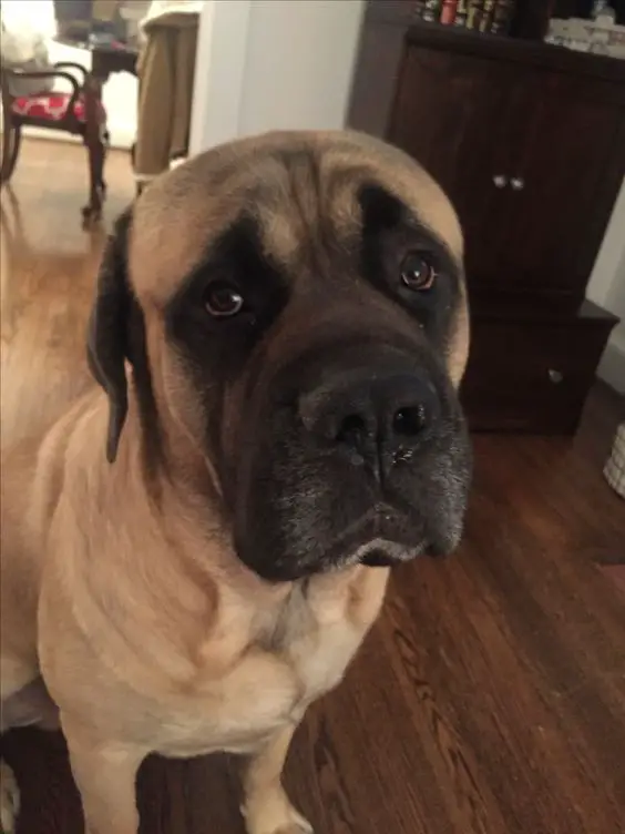 English Mastiff sitting on the floor with its begging face