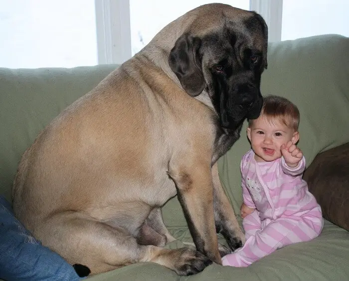 English Mastiff sitting on the couch with a baby in front of him