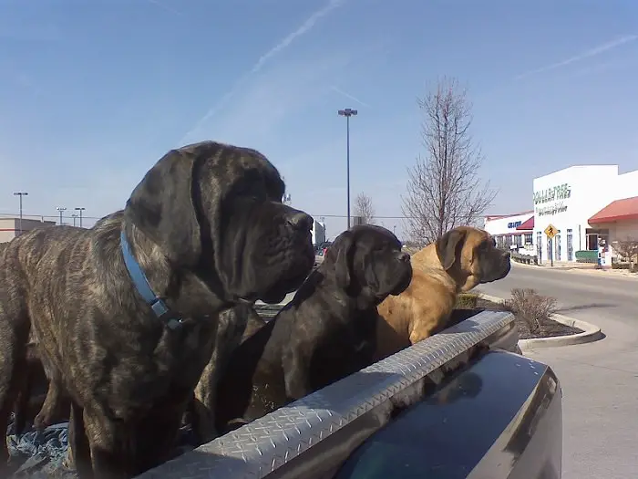 three English Mastiff lined up standing inside the car trunk