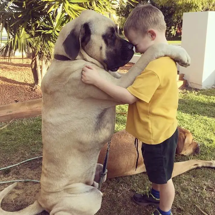 English Mastiff sitting on the ground while putting its arms over the shoulder of a kid and smelling its face