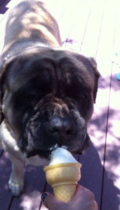 English Mastiff standing on the wooden floor while licking an ice cream