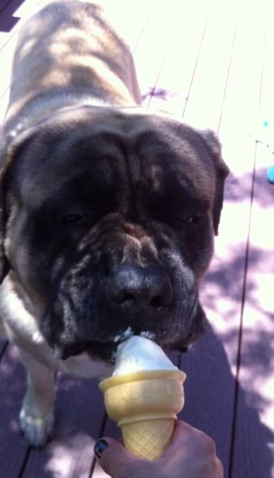 English Mastiff standing on the wooden floor while licking an ice cream