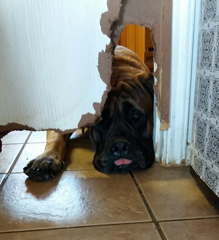 English Mastiff lying on the floor while peeking behind the torn wooden wall