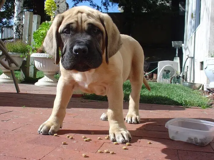 English Mastiff puppy standing on the floor with spilled dog food from a Tupperware
