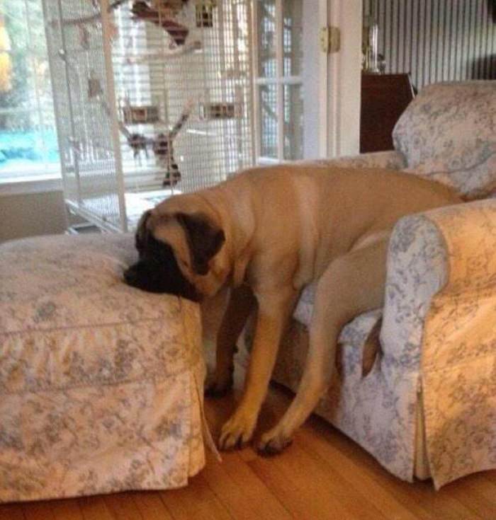 English Mastiff sitting on the couch with its face resting across the chair in front of him