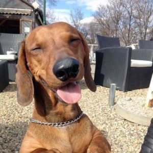 17 Pics That Prove Dachshunds Are Not The Funniest Dogs Everyone Says They Are
