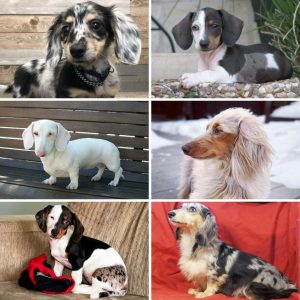 collage of dachshunds with beautiful patterns