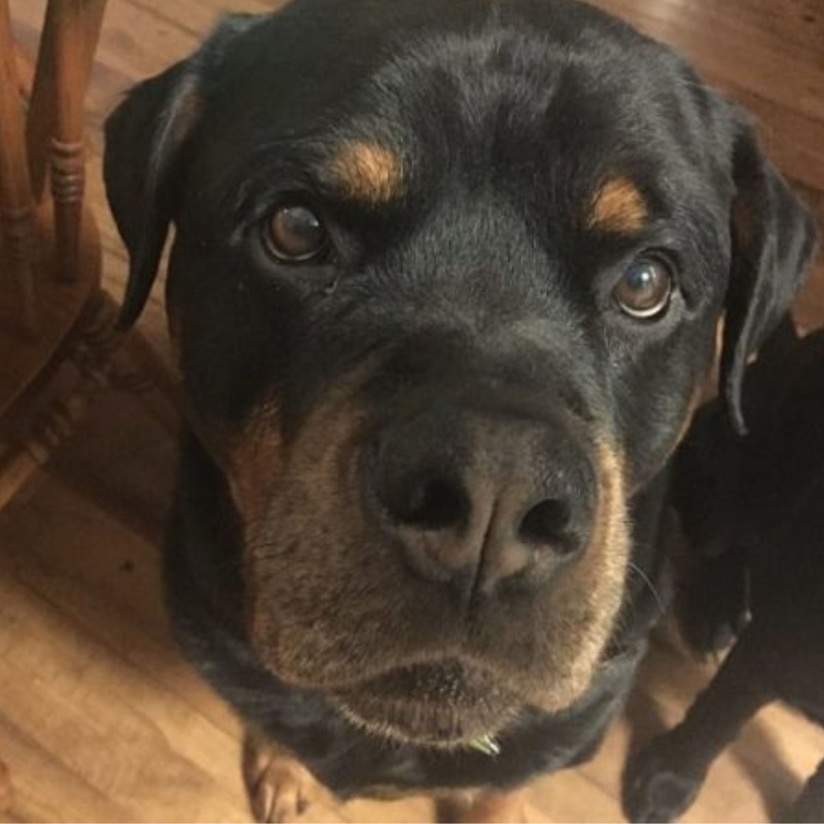 14 Reasons Rottweilers Are The Worst Indoor Dog Breed Of All Time - The ...