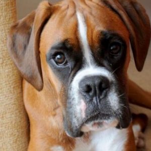 16 Reasons Boxers are the Worst Type of Dogs to Live With