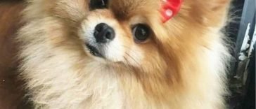 14 Reasons Pomeranians Are The Worst Indoor Dog Breed Of All Time