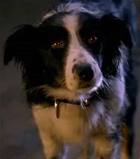 A Border Collie standing on the floor with its begging face