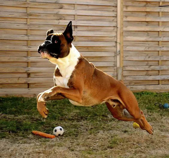 A Boxer Dog running in the yard