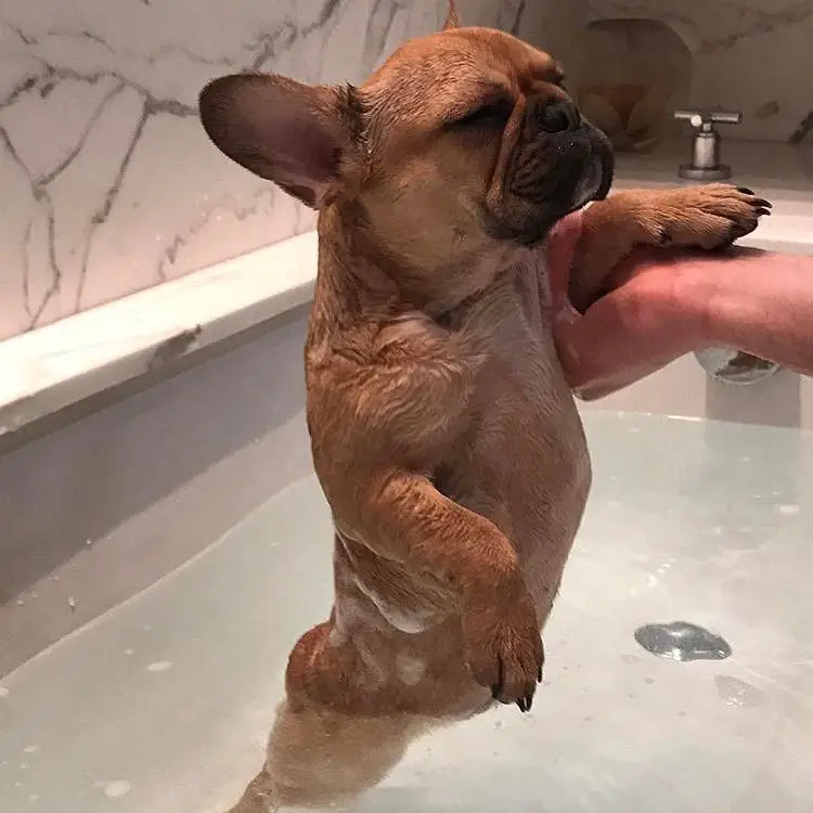 A French Bulldog being washed in the bathtub while its eyes closed