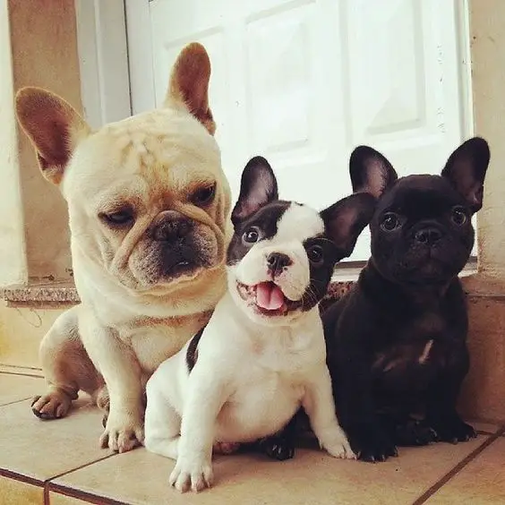 three French Bulldog sitting on the floor in the front porch