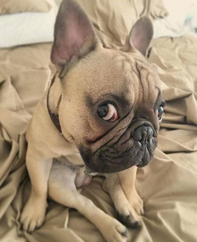 A French Bulldog sitting on the bed while staring