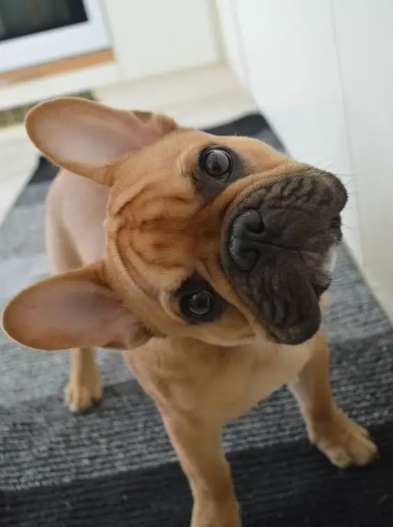A French Bulldog standing on the floor while tilting its head