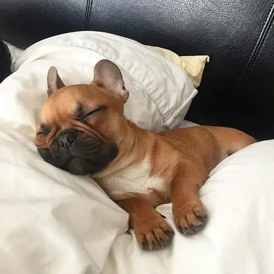 A French Bulldog sleeping soundly on the bed
