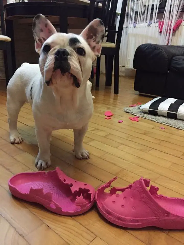 A French Bulldog standing on the floor behind the torn slippers