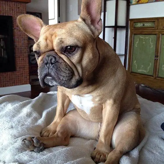 A tired French Bulldog sitting on the bed