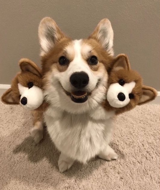 smiling Corgi sitting on the floor in between its corgi stuffed toy