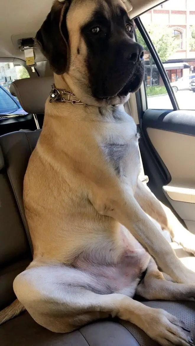 English Mastiff sitting in the back seat
