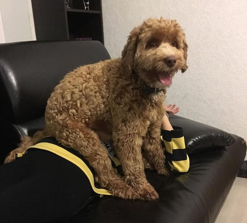 A Labradoodle sitting on top of the person lying on the couch