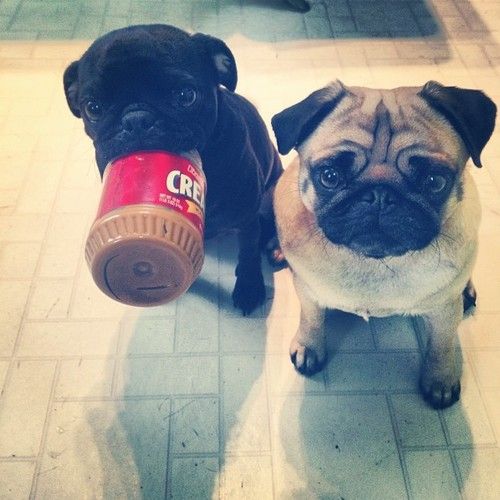 two Pug sitting on the floor while the other one has a peanut butter jar in its mouth