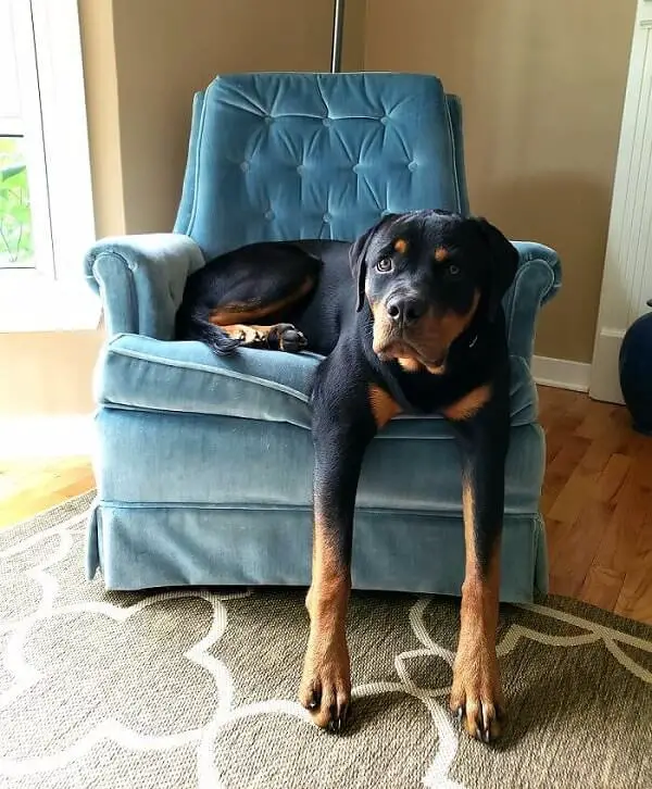 Rottweiler dog sitting on the chair with its hand on the floor