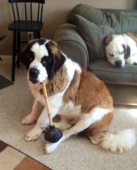 St Bernard sitting on the floor with the handle of a plunger on its mouth