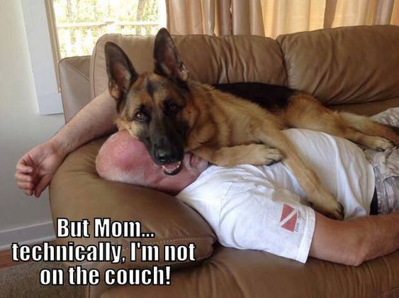 German Shepherd lying on top of a person on the couch photo with a text 