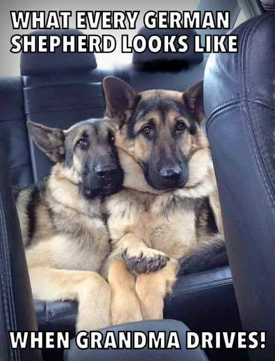 well behaved two German Shepherds sitting on the backseat photo with a text 