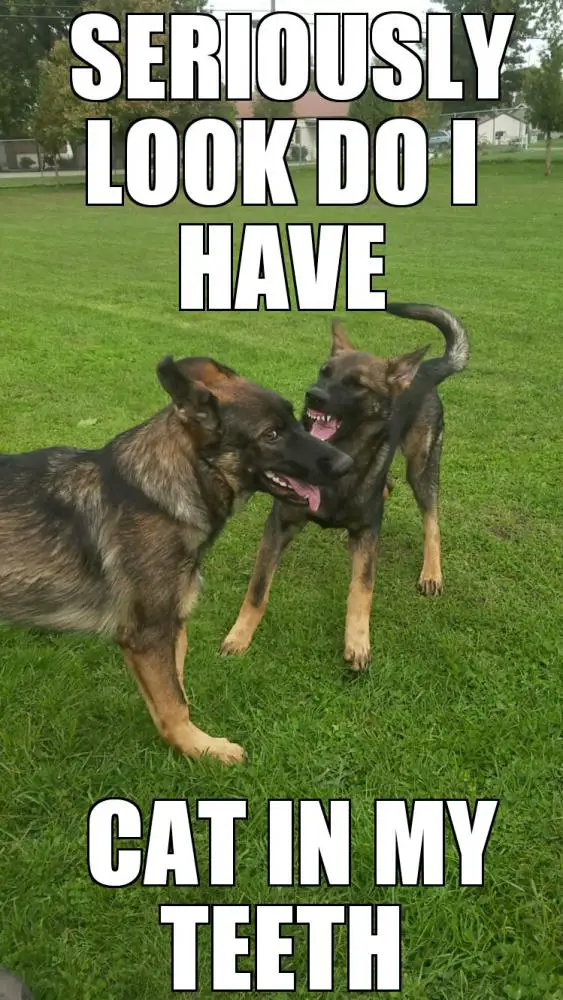 two German Shepherd playing at the park photo with a text 