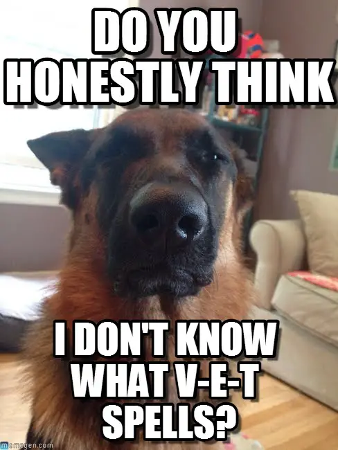 German Shepherd with its suspicious face photo with a text 