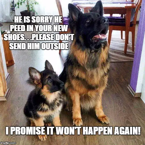 German Shepherd adult and puppy sitting on the floor looking up photo with a text 