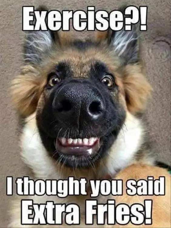 smiling German Shepherd on the floor photo with a text 