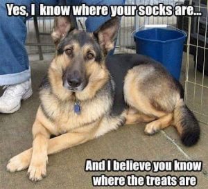 22 German Shepherd Memes That Will Make You Cry Laughing | Page 5 of 5