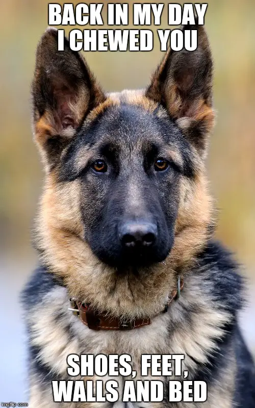 photo of a German Shepherd with a text 