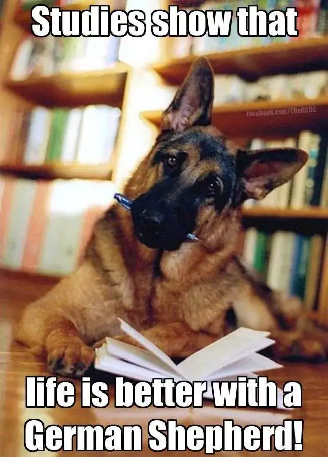 German Shepherd in the library with a book on the floor and a pen in its mouth photo with a text 